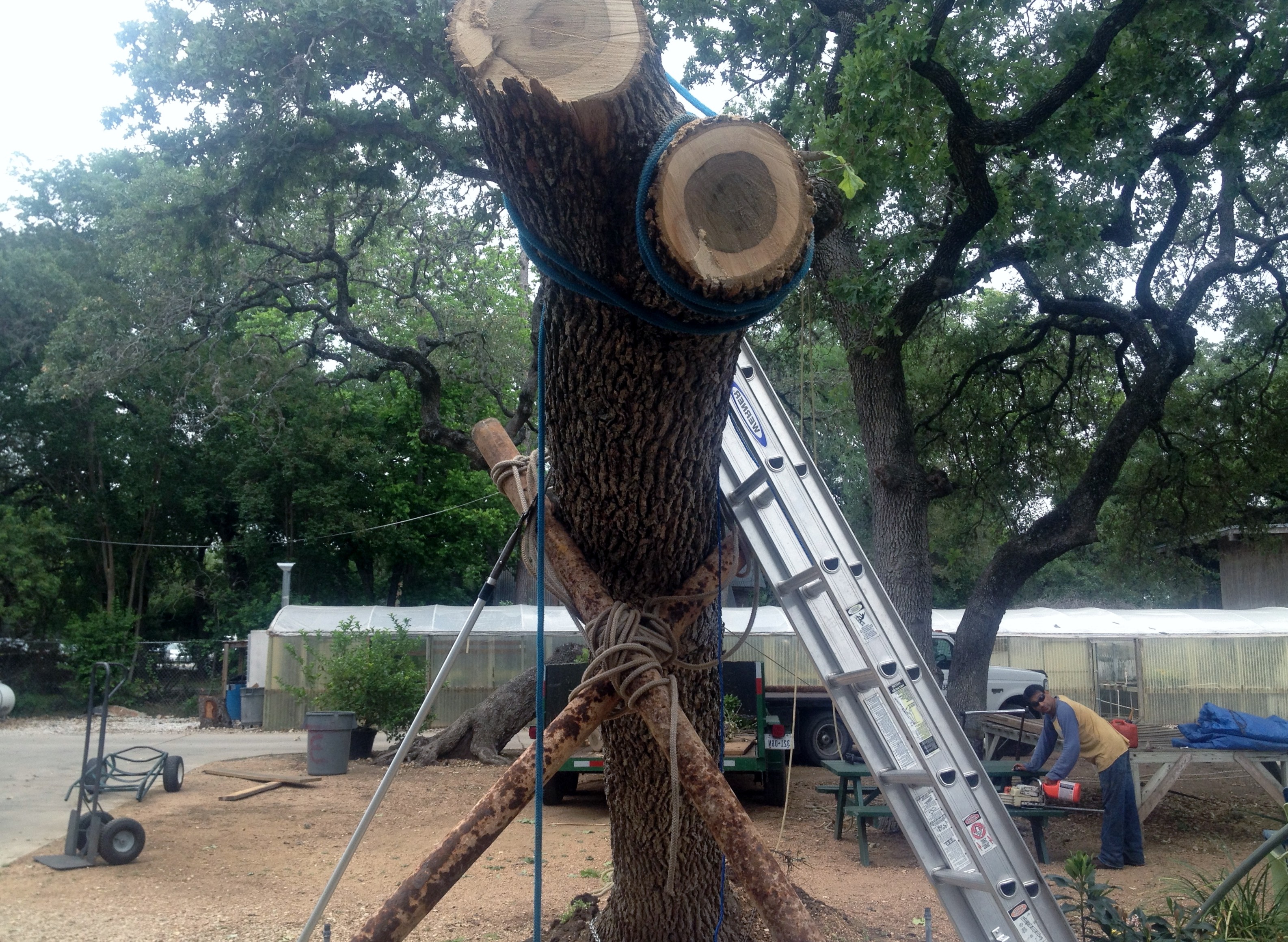 Tree Removal Techniques Canopy Tree Service In SATX 210 441 7021