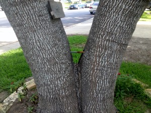 Tree bracing.