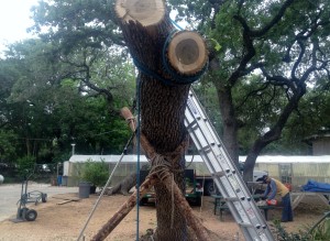 tree removal techniques