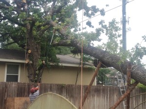 Removal of Tree