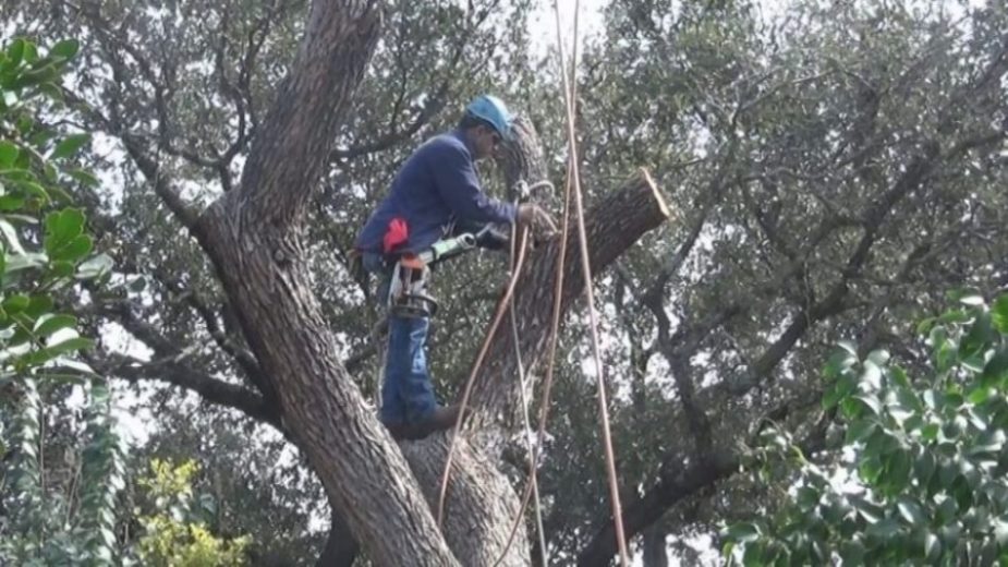 Tree Removal in San Antonio Hire Canopy Tree Service (210) 441-7021