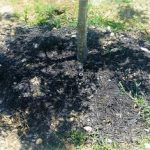 Planting Mulch_opt