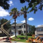 Arborists use special equipment to trim Palms.