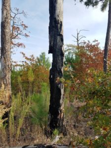Loblolly Pine Burned in 2011 Fire