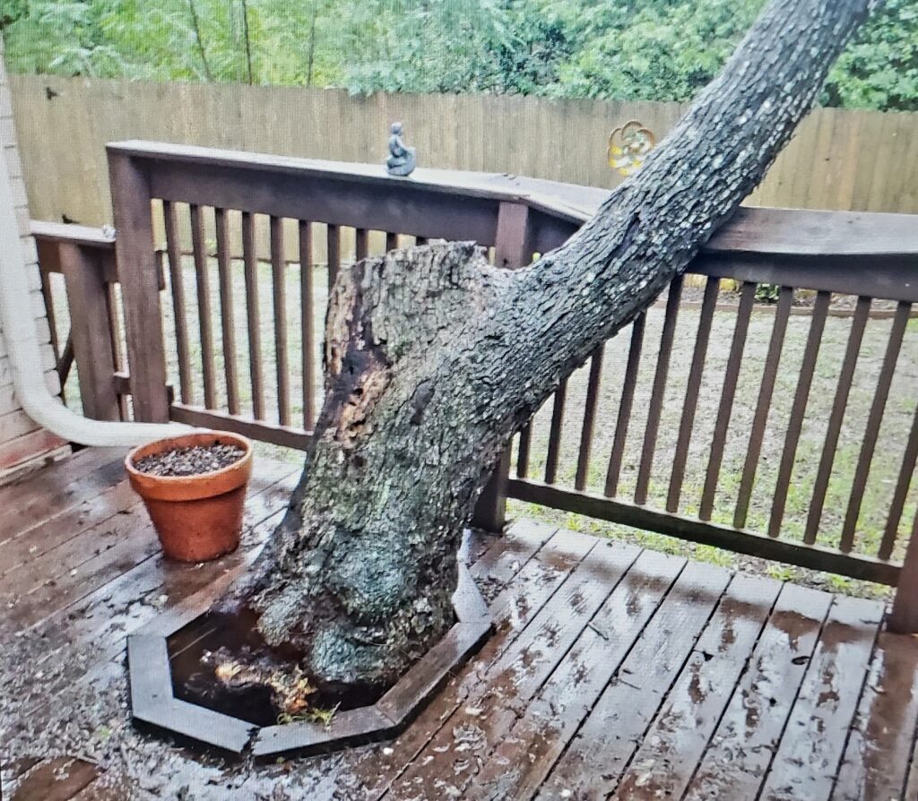 Tree on home owners' patio has fallen onto the wooden patio deck railing.
