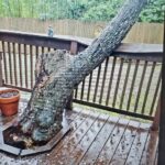 This leaning tree fell against a home owner's patio railing.