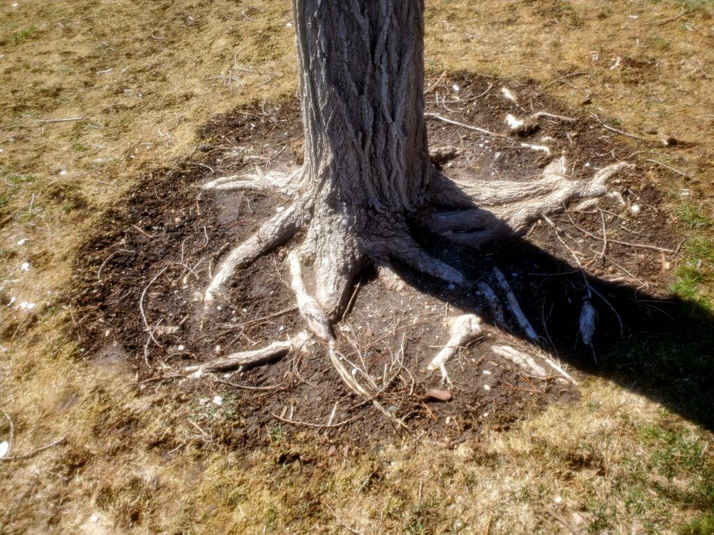 Root flare is shown at the base of this tree. Root flare provides tree stability.