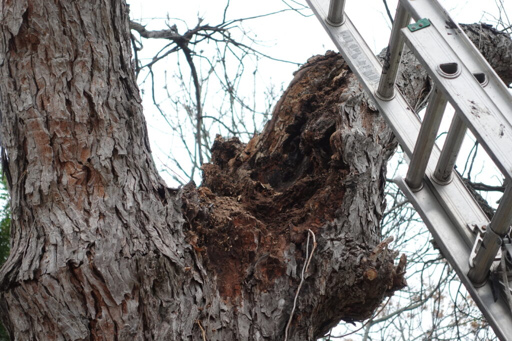 Decay in the crotch of a tree