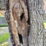An open cavity is apparent on this tree. The open cavity reveals a defect in the heartwood.