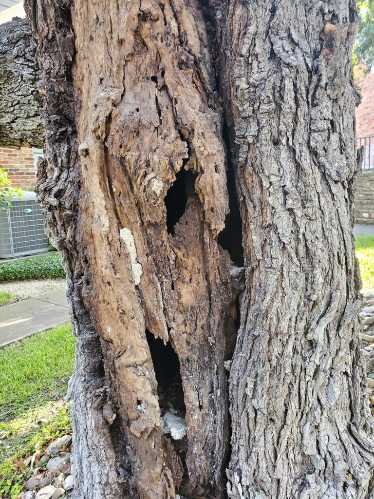An open cavity is apparent on this tree. The open cavity reveals a defect in the heartwood.