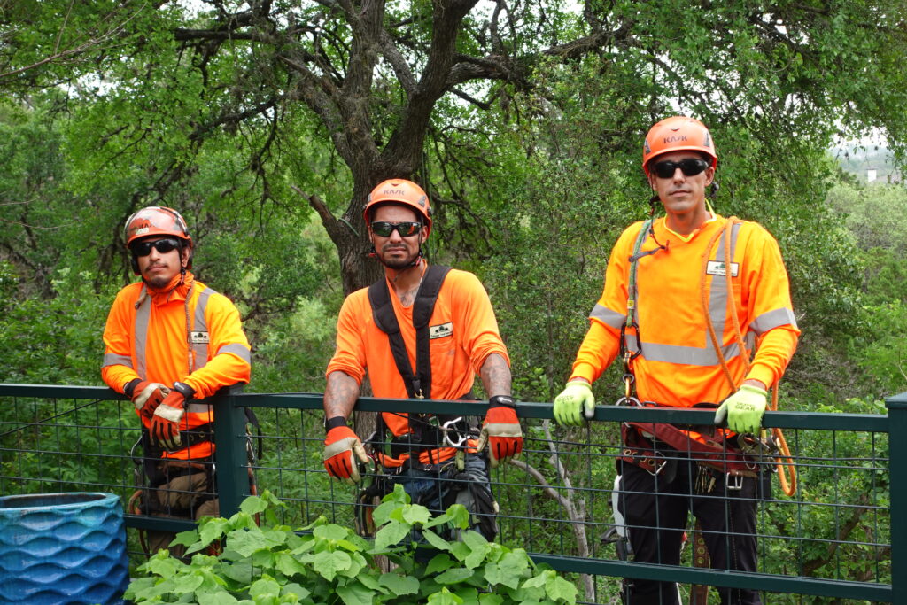 Three tree climbers in bright orange tops with climbing gear on pause in front of a tree they are about to trim.