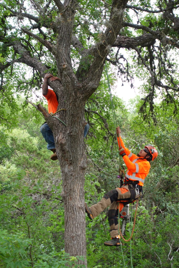 Two climbers entering a tree to climb using rope and saddle method. Each climber is wearing high visibility shirts and climbing helmets.