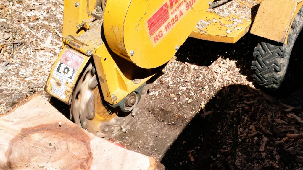 The wheel of a yellow commercial grade stump grinder is grinding a stump located about six inches above the ground.