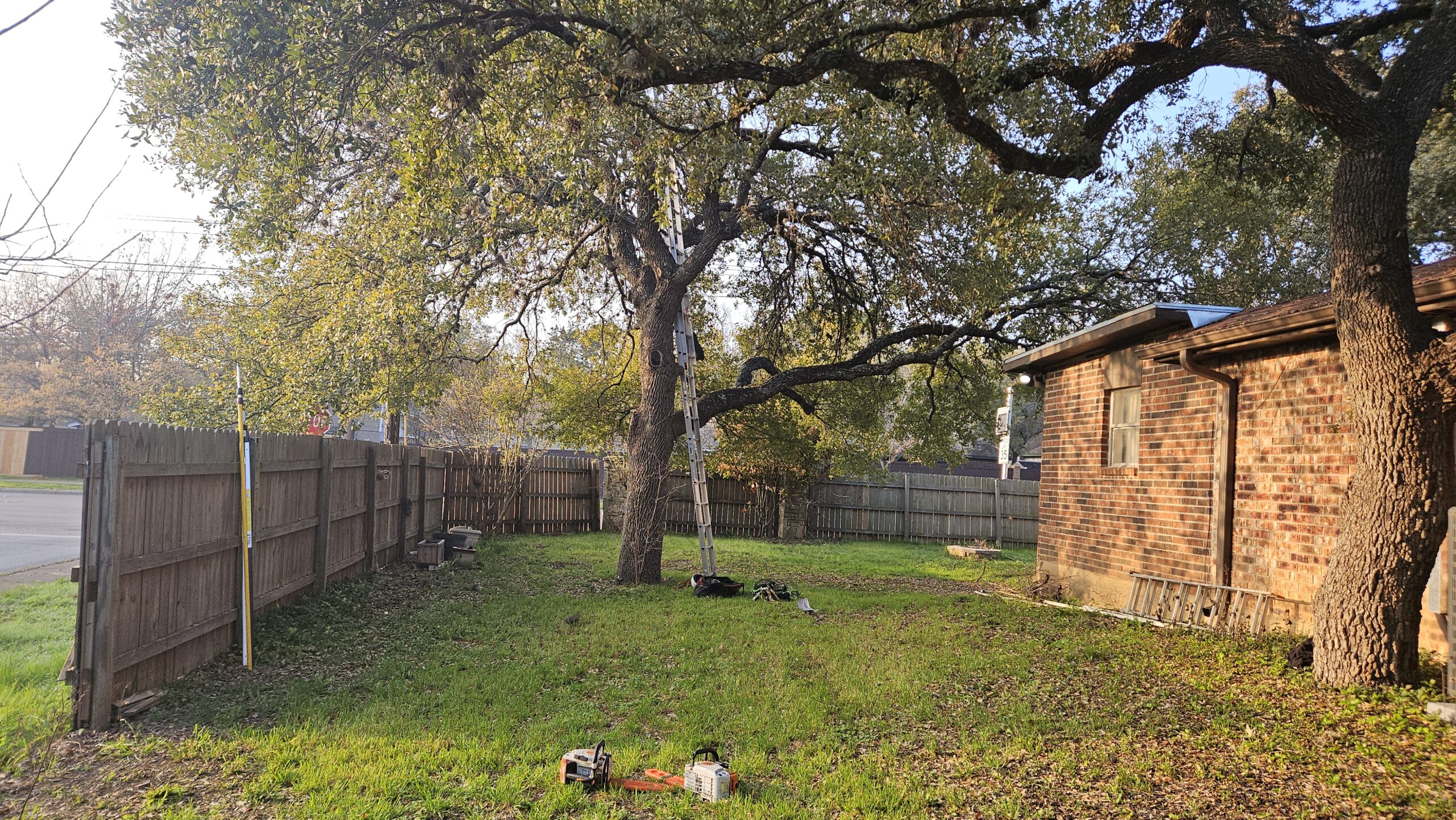 A 28 foot ladder is leaning against an overgrown Live Oak tree. At the foot of the ladder is climbing gear and other tree trimming equipment. In the forefront of the photo are gas-powered chain saws and to the left is a paint pole for cover oak tree wounds.