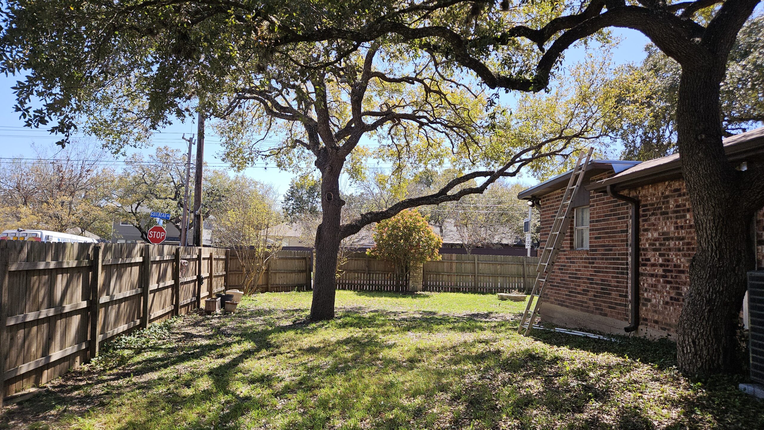 Sunlight filters to the grass of a suburban backyard after two Live Oaks received a substantial "hair cut." With the canopy lifted, there is at least 15 feet clearance with the neighborhood sidewalk. A tree trimming ladder leans against a red brick single story home.