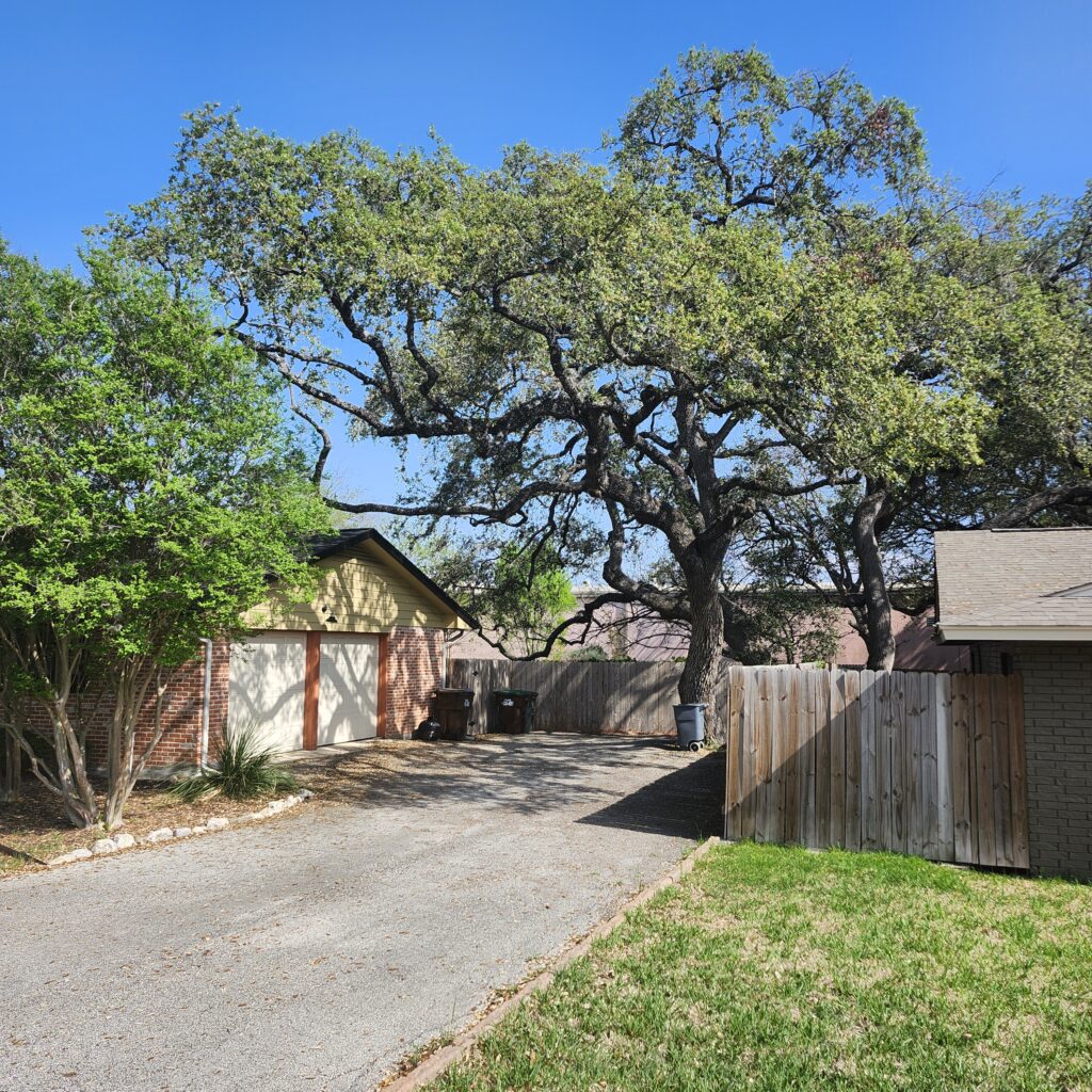 At the end of a long driveway adjacent to a residential garage is a newly pruned Live Oak. Over the roof above the garage doors are limbs that are about six feet above the roof. Plenty of sunlight and blue-sky filters through the tree limbs.