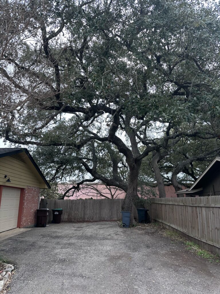 This before picture shows an oak tree that was improperly pruned next to the homeowner's driveway.