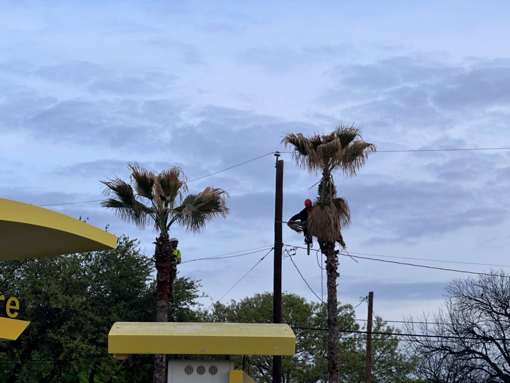 Two tree trimmers from Canopy Tree Service trim the fronds in two Palm trees at McDonalds.