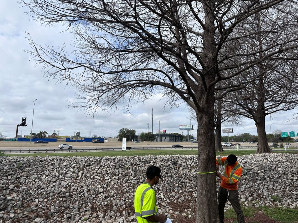 A Certified Arborist is performing a tree survey at a commercial property.