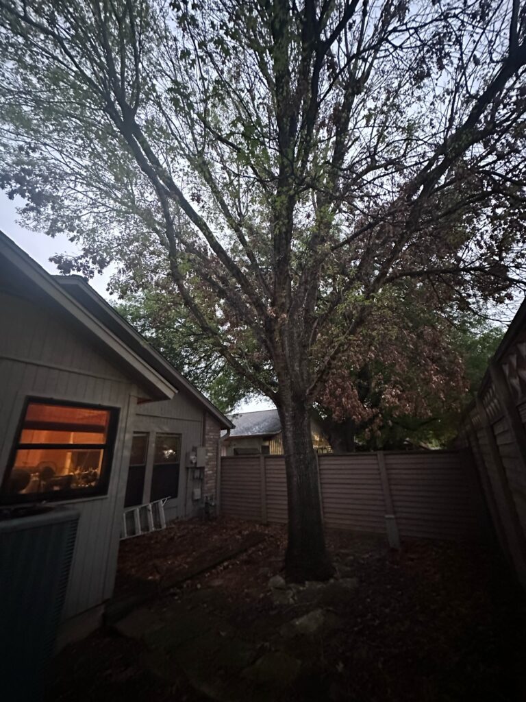 A red oak tree stricken with hypoxylon canker awaits removal in this gloomy side yard.