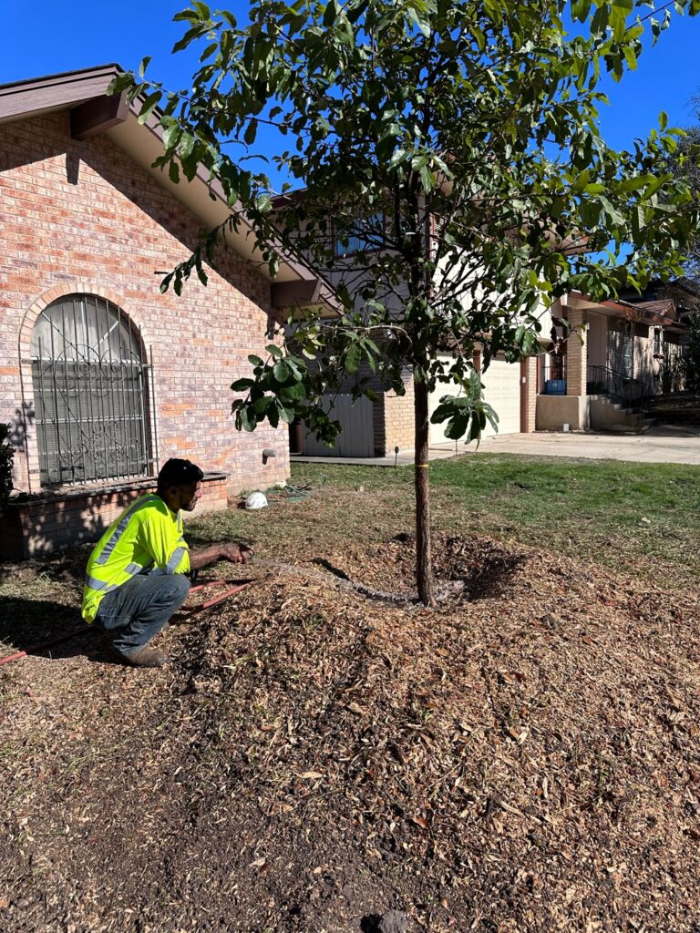 A young Monterey Oak tree is planted at the former Ash tree site. Canopy crew member finishes the planting