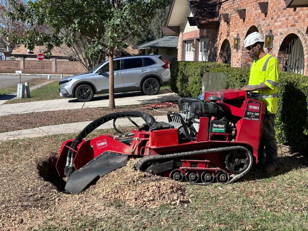 A red stump grinder removes about 1.5 feet of old  Ash tree stump and roots