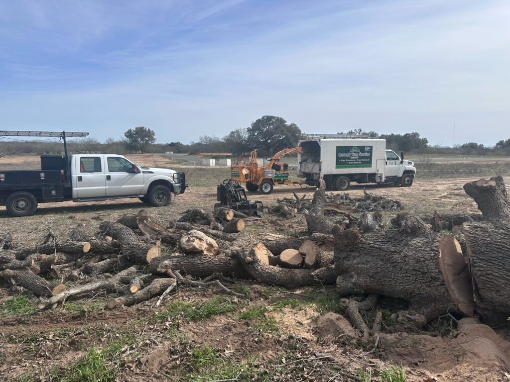 A pile of logs remain after a Burr Oak is cut down.
