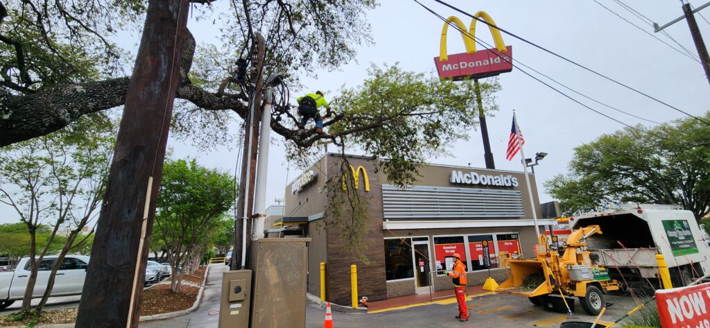 At McDonalds, Canopy Tree Service tree pruner lowers a limb with the help of stabilizing ropes and a colleague on the ground.