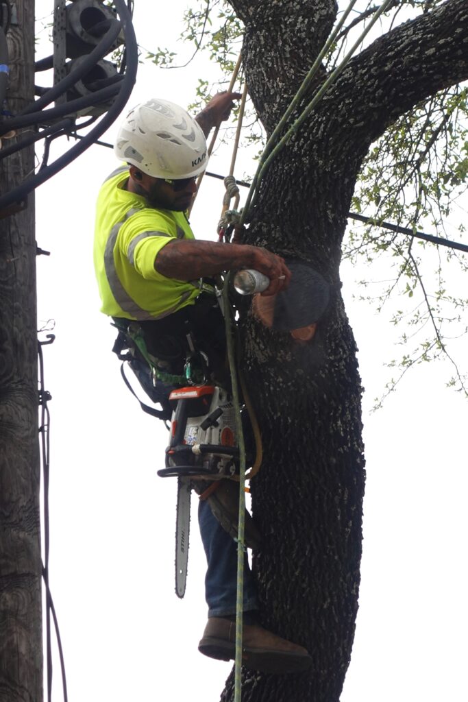 Canopy Tree Service crew member is sealing a tree wound from where a limb was removed.