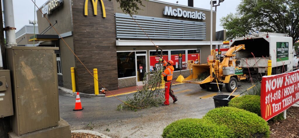 A Canopy Tree Service worker detaches a pruned tree limb at McDonalds. Immediately behind him is a chipper which will turn the limb into recycled bark.