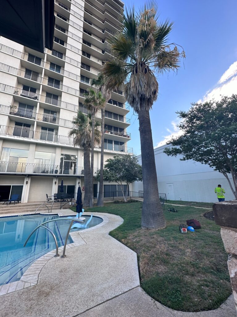 These unpruned palm trees next to a high-rise apartment complex and pool needed their dead fronds (leaves) removed. Canopy Tree Service provided palm tree pruning.