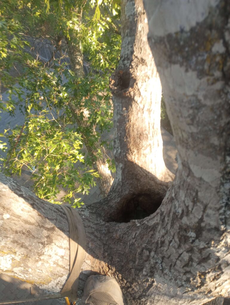 This Red Oak has a triple trunk and triple-trunk tree care is important because cavities often form at the base.