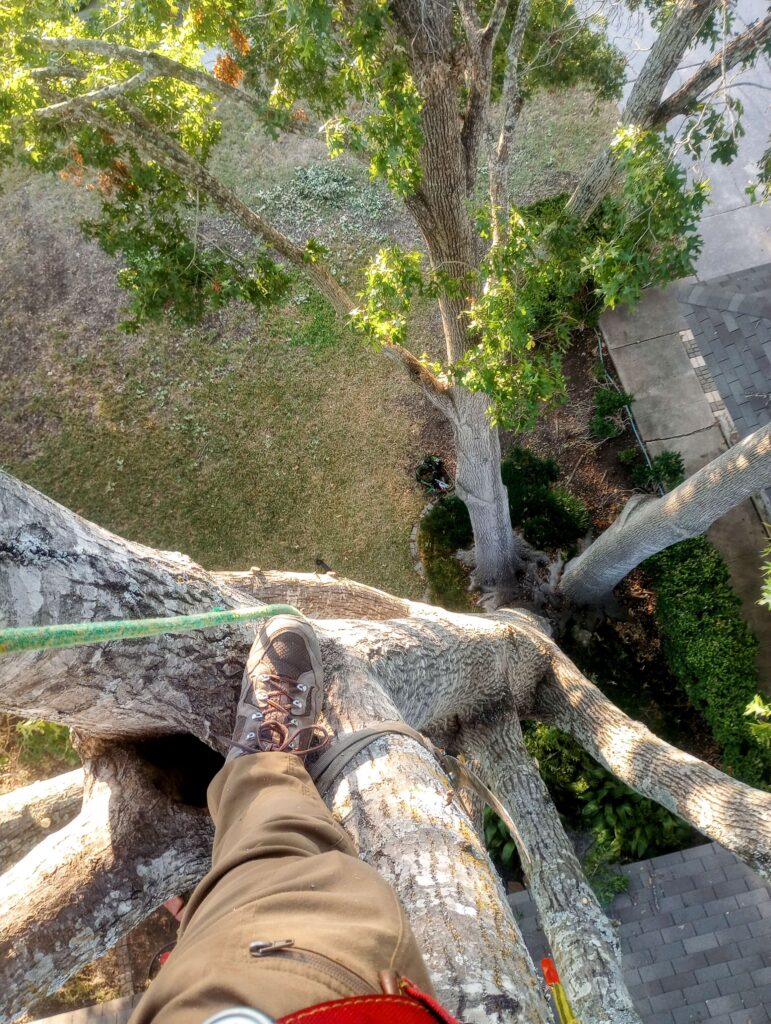 Up 40-50 feet in a Red Oak tree, our tree climber's safety depends on quality climbing ropes.