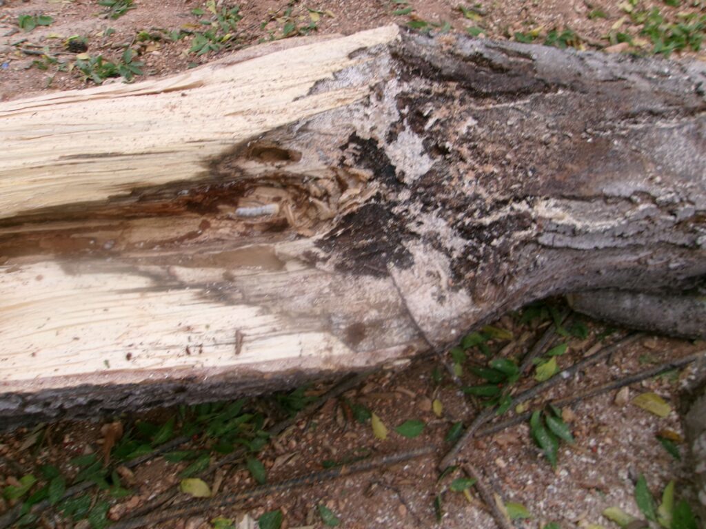 Once arborists split the trunk open, they could see worms or beetles dining on the decayed wood.