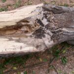 Once arborists split the trunk open, they could see worms or beetles dining on the decayed wood.