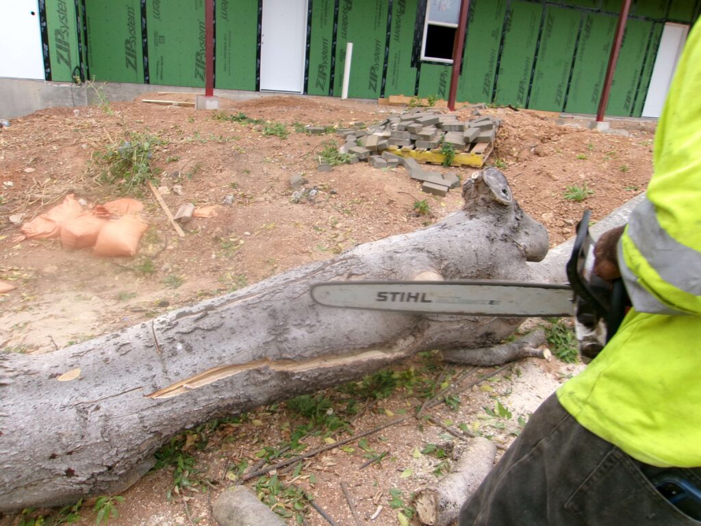 In the background is a building under construction. In the foreground is a hackberry trunk on the ground. The tree removal was performed by a Canopy Tree Service worker who is holding the chainsaw used in the removal of the rotten tree.